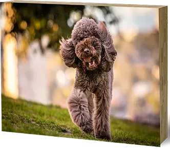 Un panneau bambou avec la photo d'un caniche brun qui cours sur de la pelouse