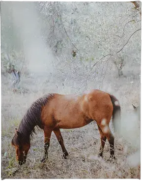 Impression sur toile d'un cheval